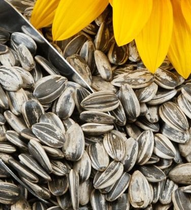 Sunflower Seeds
